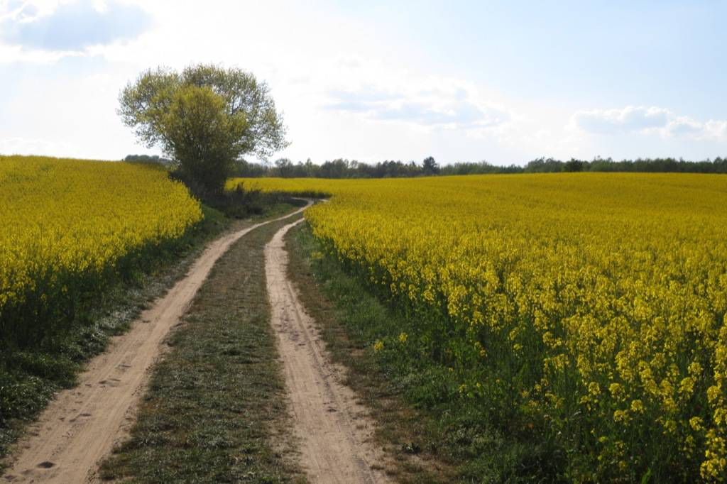 Weg durch die Rapsfelder