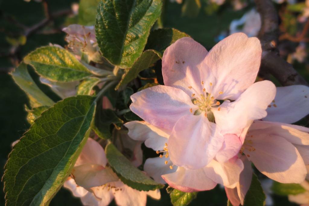 Apfelblüte im Abendlicht