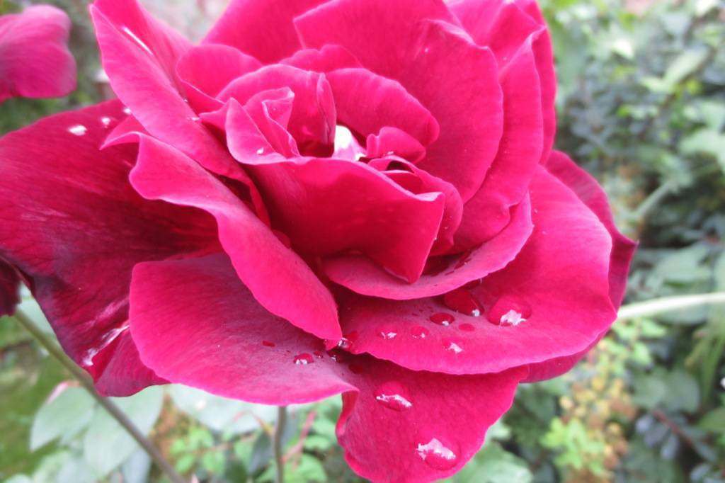 Rose_IMG_4692
