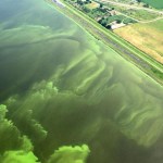 algae