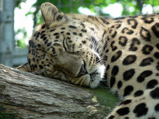 An adult Amur leopard in a zoo in England. (Nick@)