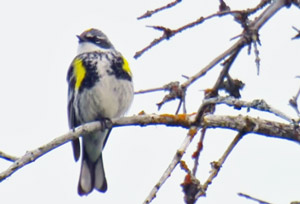 birding