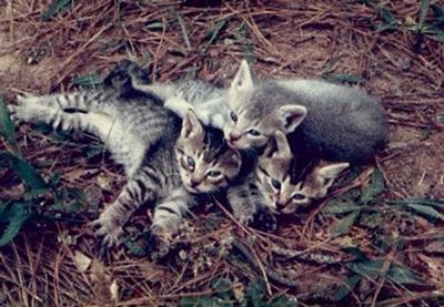 cats