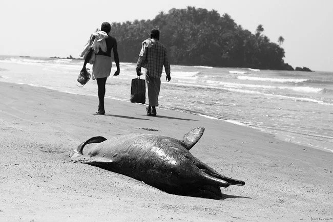 dead-dolphin