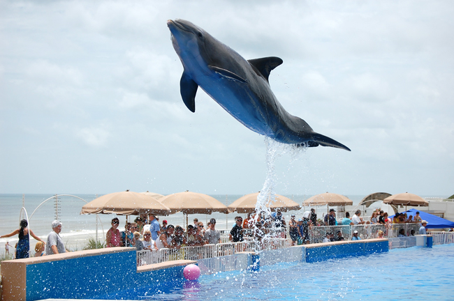 dolphin1 airborne dolphin at marineland