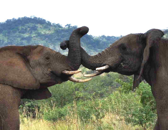 elephants
