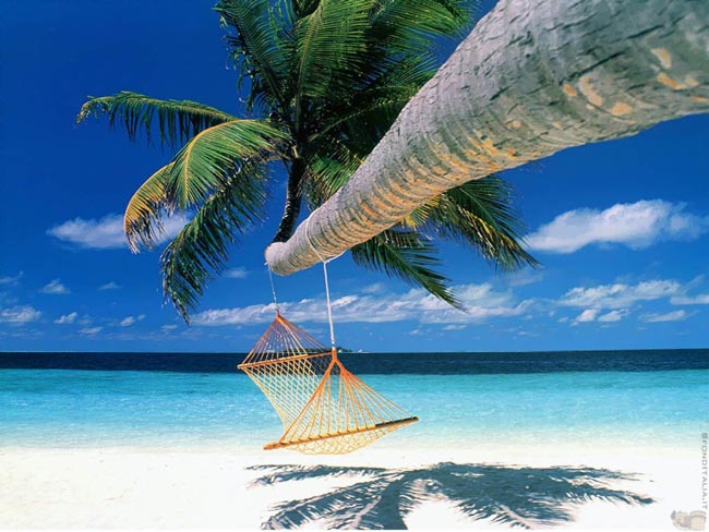 hammock