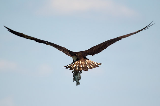 osprey-capture