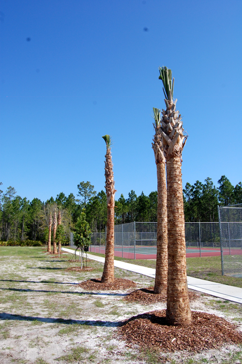 park-trees