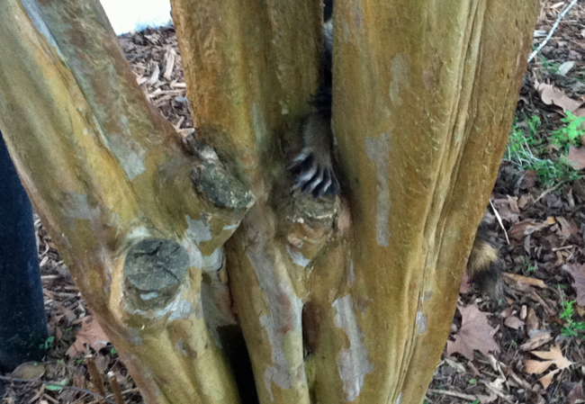 The raccoon's stuck paw before it was freed. (FCSO)