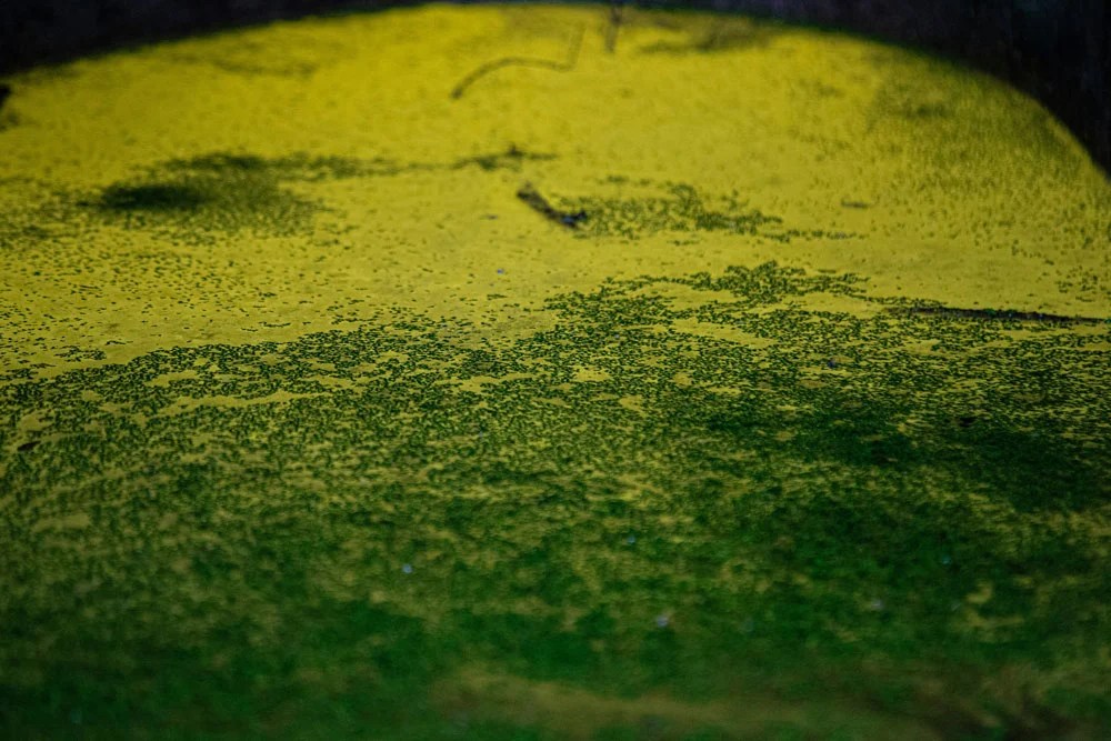 Swampy and scummy. (Unsplash)