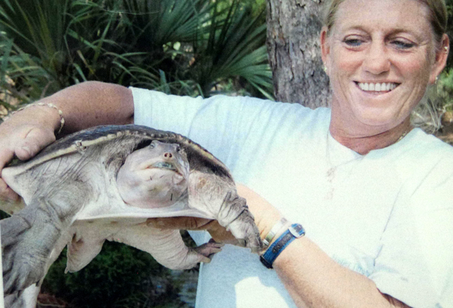 turtle