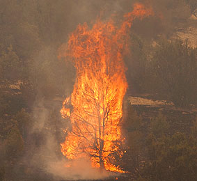 wildfires