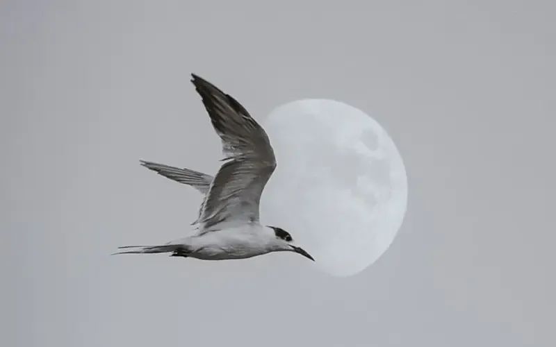 Command Palette Control For Macos With Raycast Flaming Codes - Professional Nature Pattern - HD