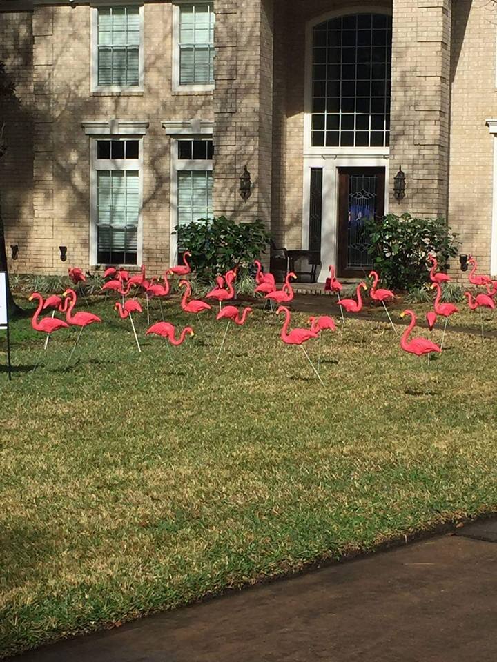 Fabulous Flock