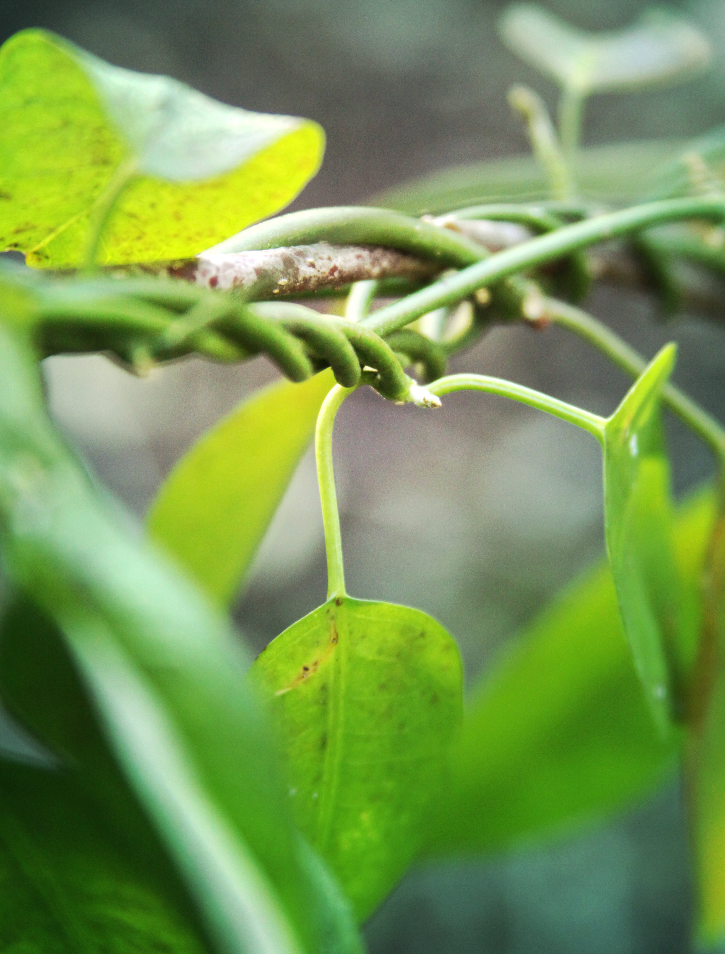 vine-layers