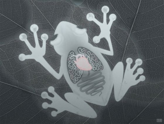 Through the Ventral Surface by Mizuki Yamagen – Flash Frog