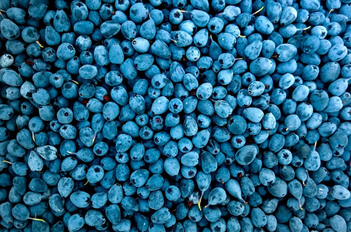 photo of blueberries - Ripe blueberries are typically a deep blue to purple color, often with a silvery-white coating called the bloom — a natural protective layer that helps keep the berries fresh.Unripe blueberries may appear green, pink, or reddish-purple before fully maturing.Blueberries are a good source of vitamin K. Regular consumption of blueberries may help improve memory and brain function. The antioxidant that is especially abundant in blueberries is anthocyanin.