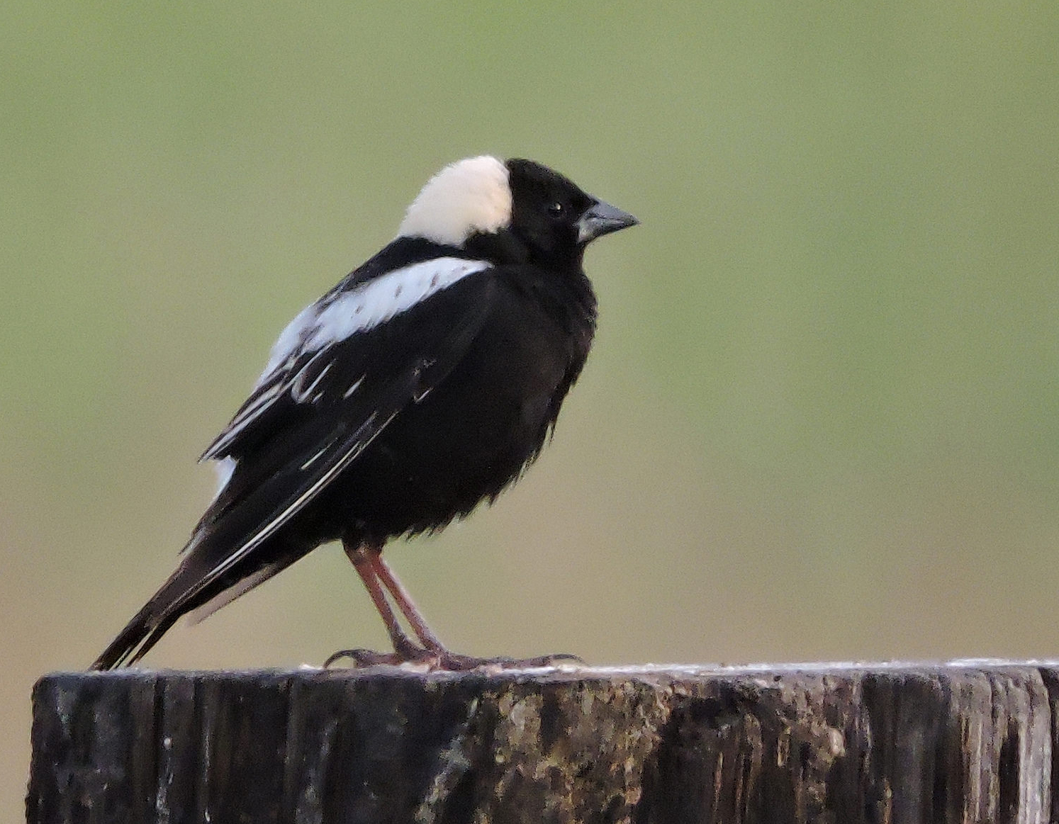 Bobolink Flathead Audubon Society
