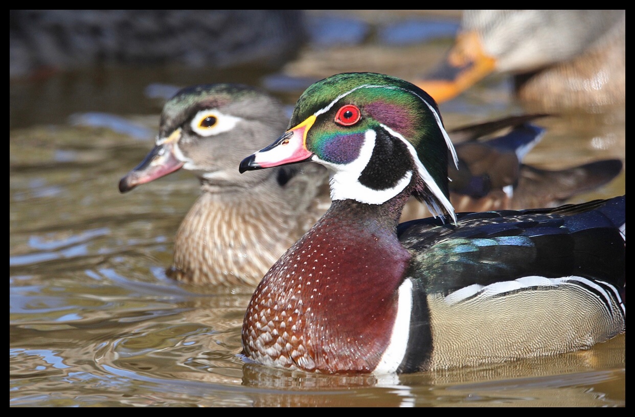 Wood Duck Flathead Audubon Society