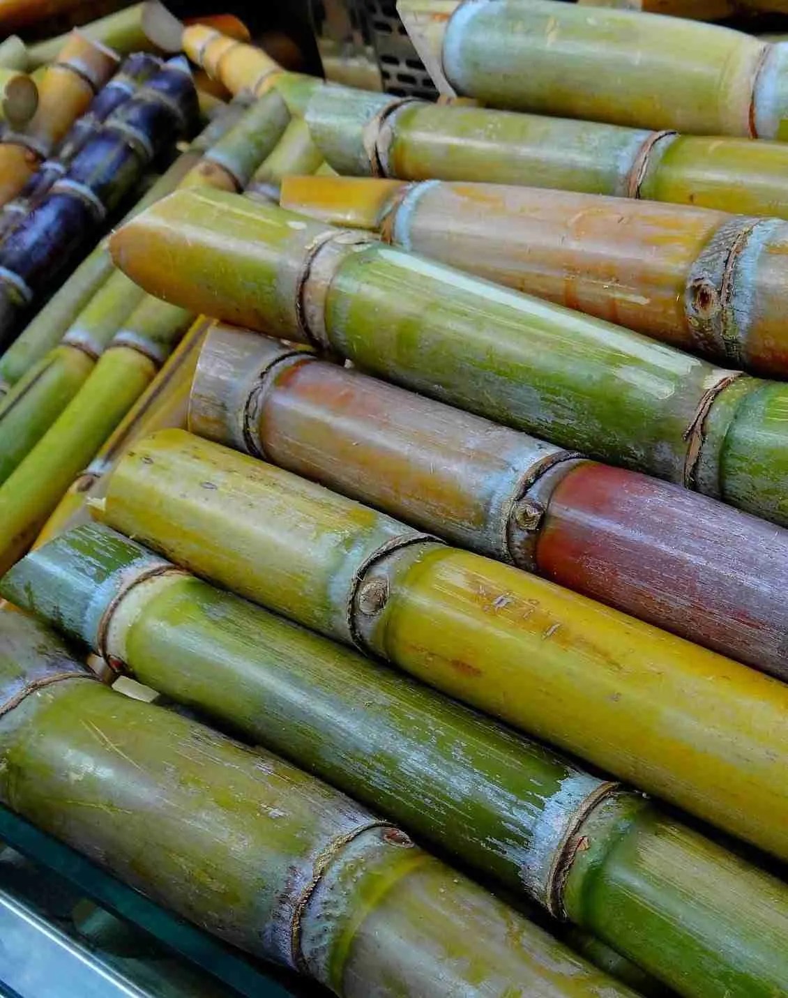 sugar cane