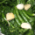 Green Coconut Chutney for Sandwich