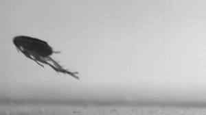 fleas fly jump flea wings far crawl move encyclopedia