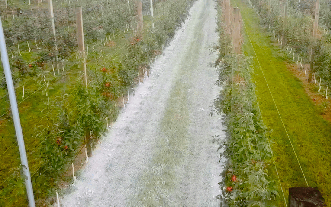 ECO:RIPE in use at an orchard