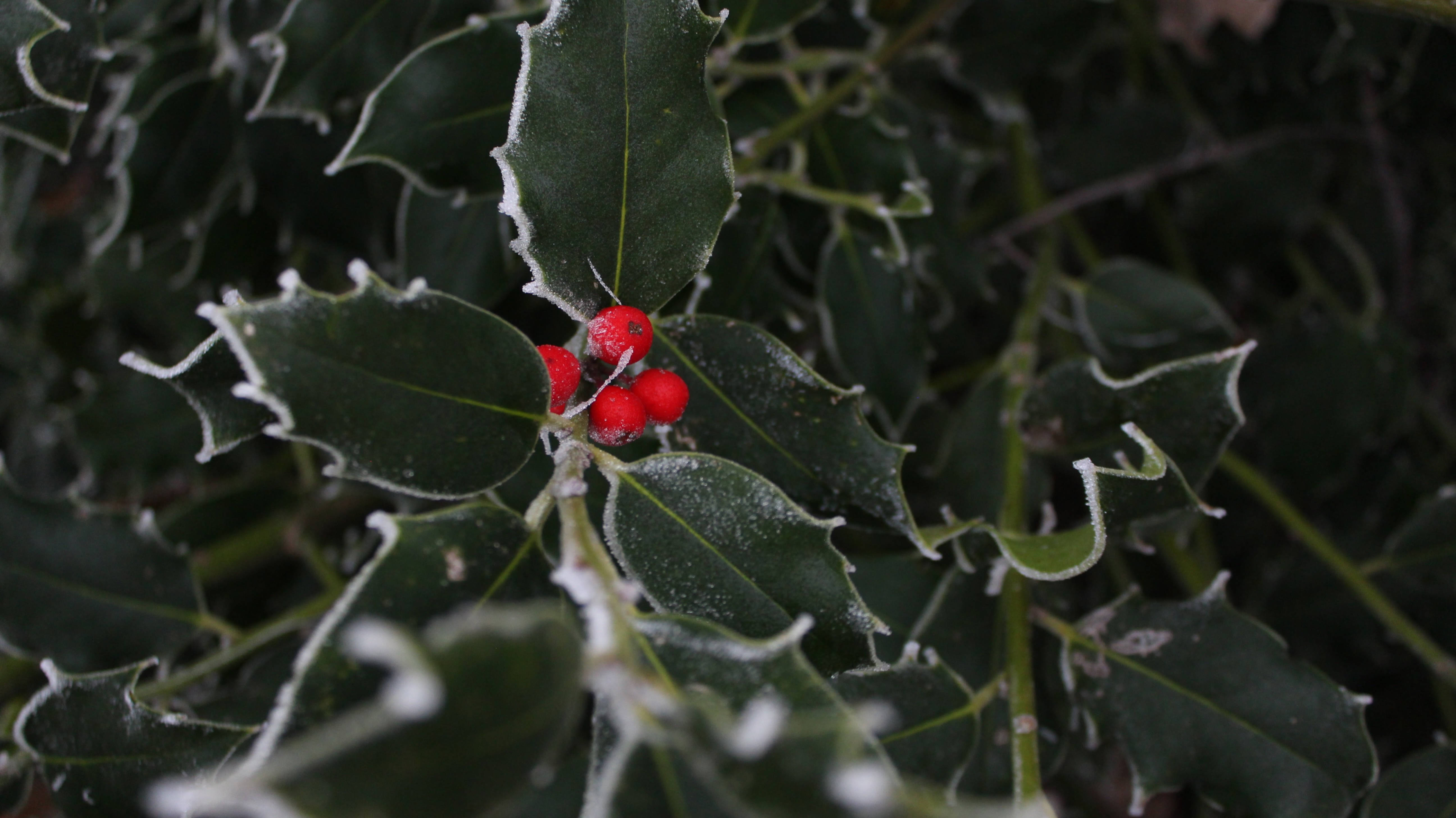 holly