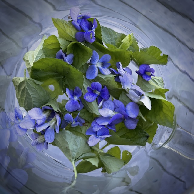 Violets picked for tea.