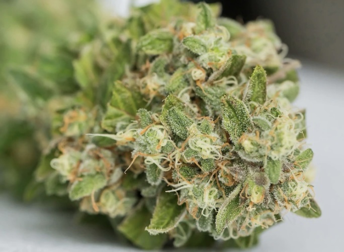 Kompolti - Fleurs CBD