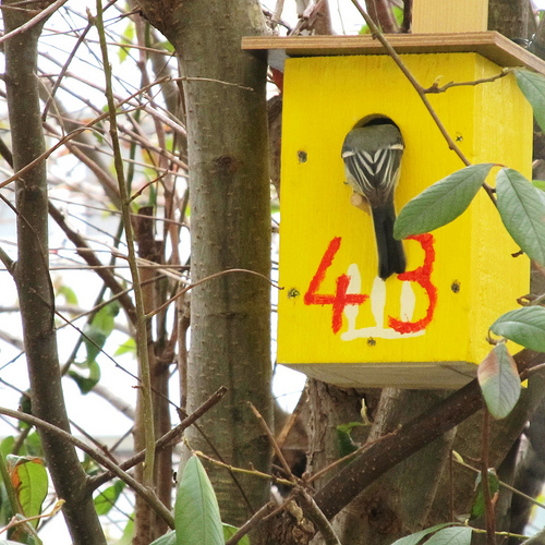 March - Birds' House no. 43