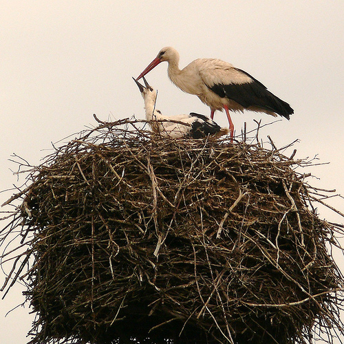 June - stork family