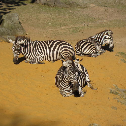 August - zebra family