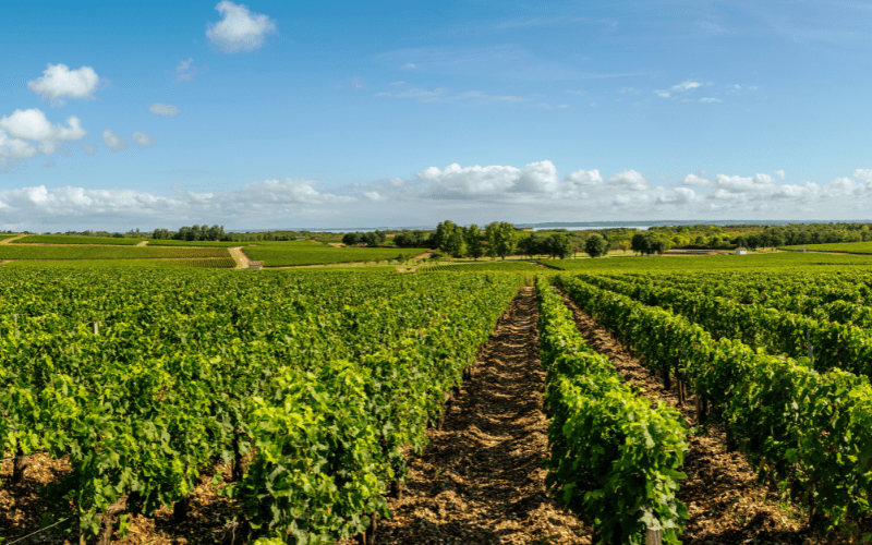 Résultats du Marathon du Médoc 2022