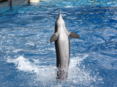 seaworld-to-the-florida-keys