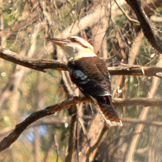 Kookaburra