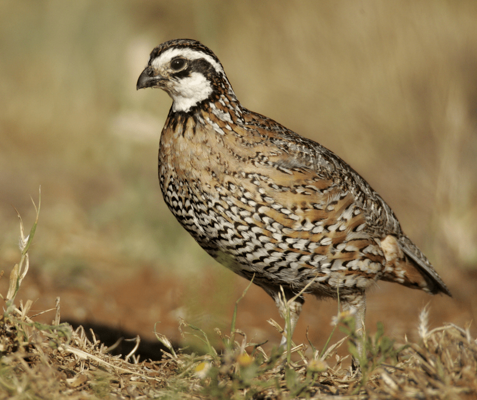 10 reasons you should raise quail