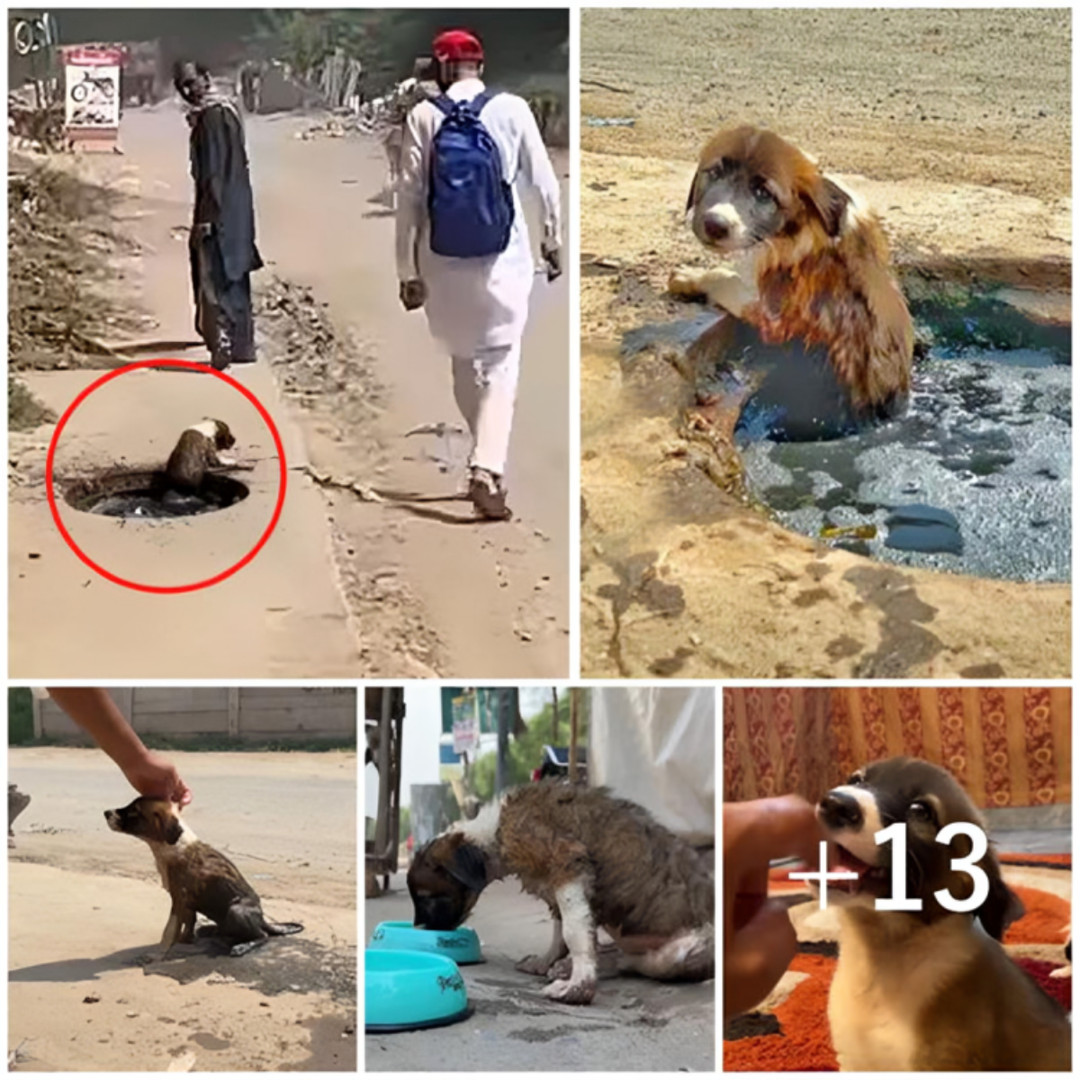 Desperate plea for help: abandoned dog trapped in drain ignored by passersby, urgent rescue