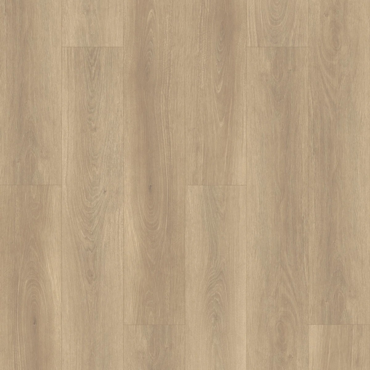 Bold Oak