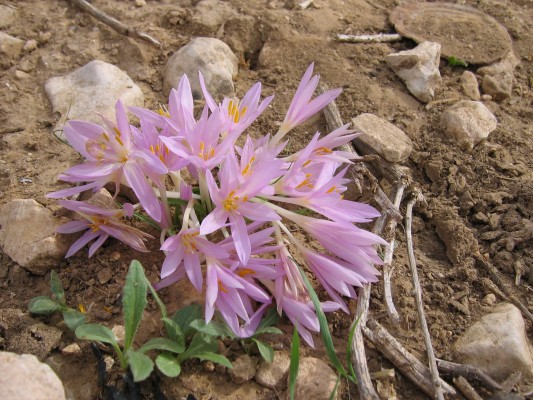 סת××× ×ת ××××¨× Colchicum stevenii Kunth