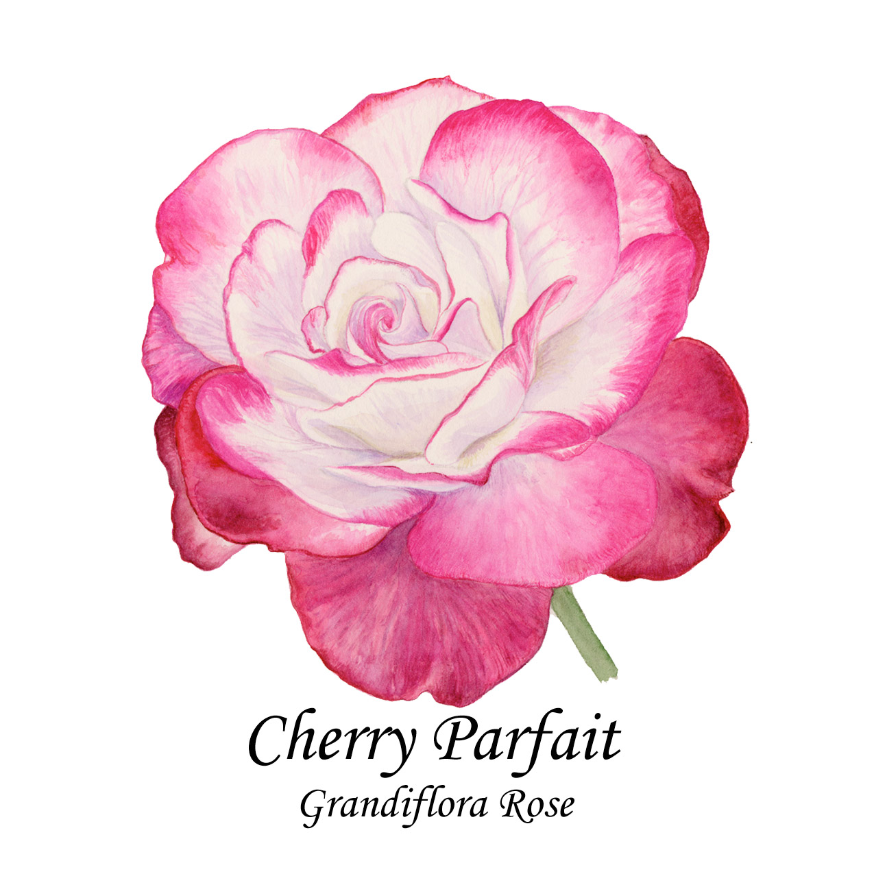 Cherry Parfait rose
