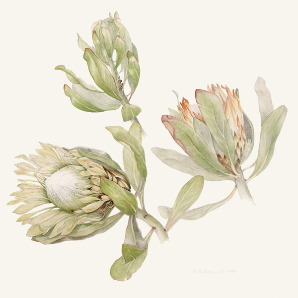 Protea