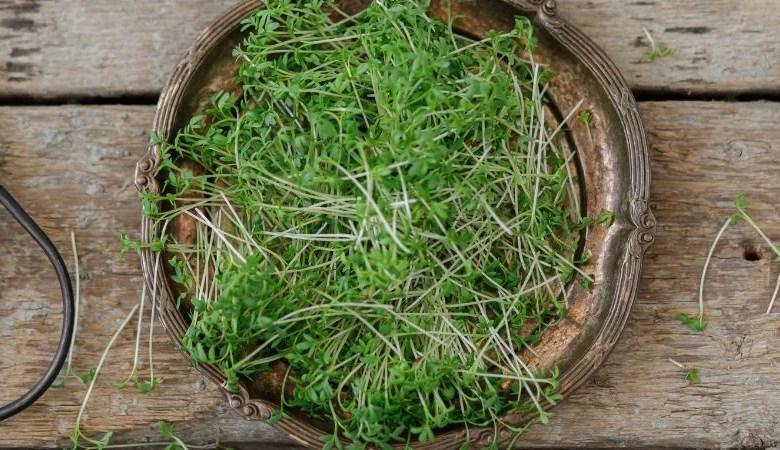 أيام النضج لزراعة الميكروجرين: زراعة البذور للحصاد 13 أيام النضج لزراعة الميكروجرين: زراعة البذور للحصاد