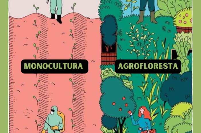 Monocultura e Agrofloresta