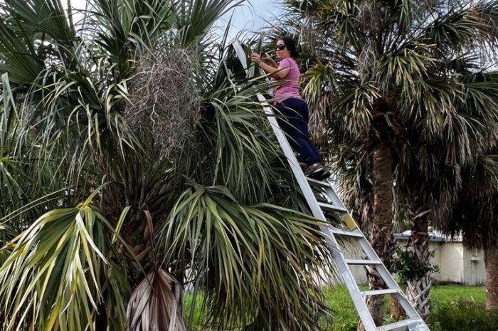 Palmeira contaminada por bactéria emite notificação através de gases para plantas próximas sobre ameaça