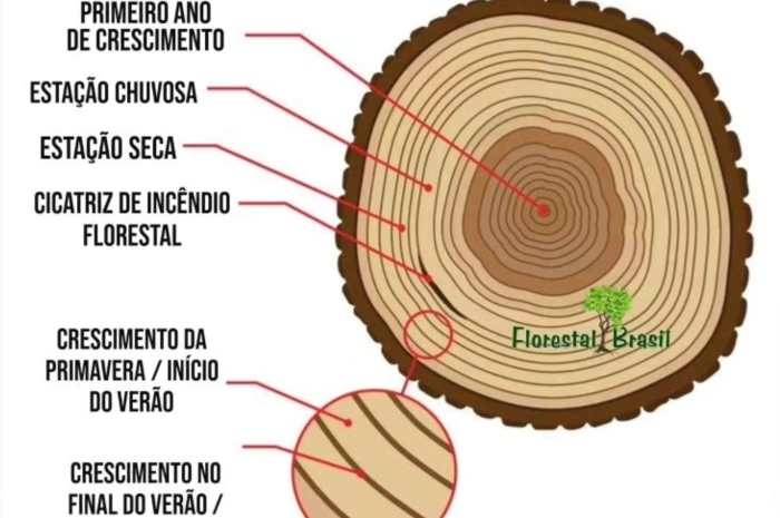 Dendrocronologia