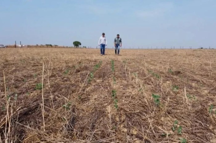 No MT termômetro registra até 67 °C no solo e ameaça a soja