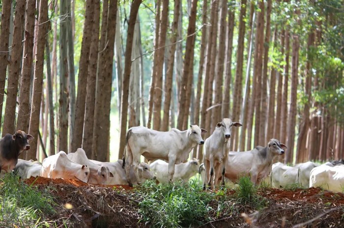 Sistemas agrícolas sustentáveis podem dar uma chance ao Brasil