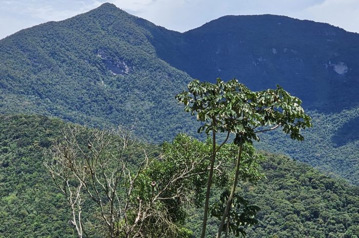 Estudo revela alto risco de extinção para árvores da Mata Atlântica